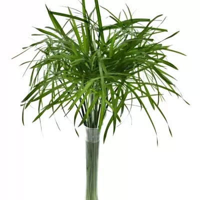 CYPERUS ALTERNIFOLIU 55cm