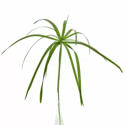 CYPERUS ALTERNIFOLIU 55cm