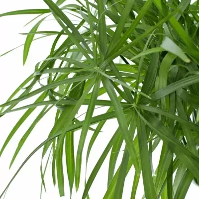 CYPERUS ALTERNIFOLIU 55cm