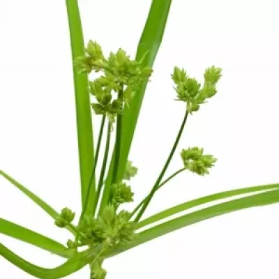 CYPERUS GLABER 70cm 