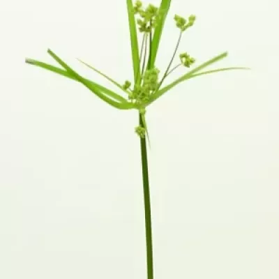 CYPERUS GLABER 70cm 