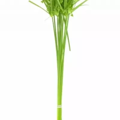 CYPERUS GLABER 70cm 