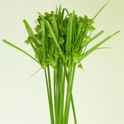 CYPERUS GLABER 70cm 