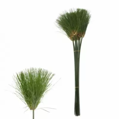 CYPERUS PAPYRUS