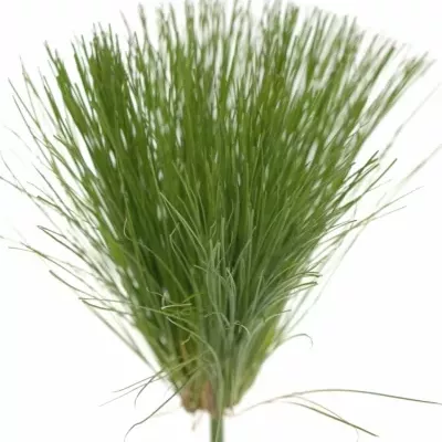 CYPERUS PAPYRUS