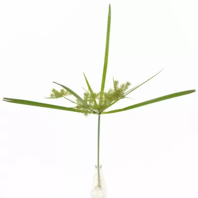 CYPERUS SPIDER 80cm 