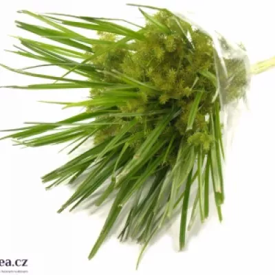 CYPERUS SPIDER 80cm 