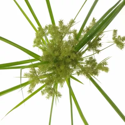 CYPERUS SPIDER 80cm 