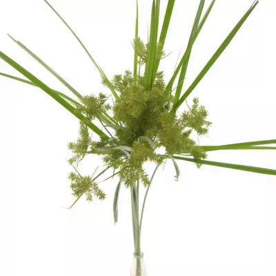 CYPERUS SPIDER 80cm 