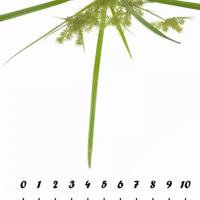 CYPERUS SPIDER 80cm 