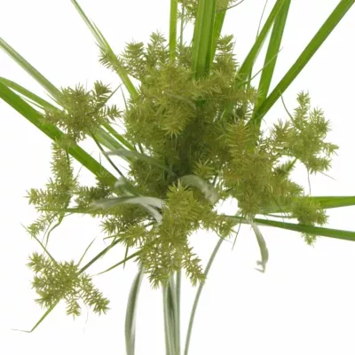 CYPERUS SPIDER 80cm 