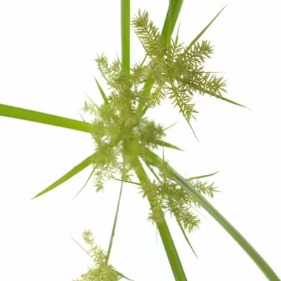 CYPERUS SPIDER 80cm 