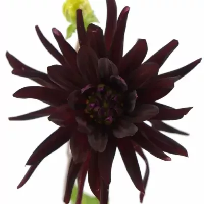 DAHLIA CHAT NOIR