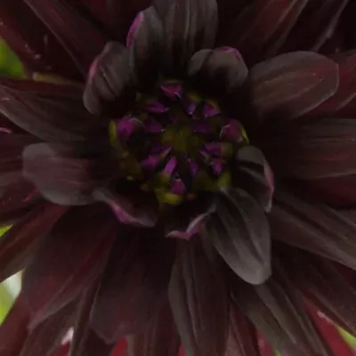 DAHLIA CHAT NOIR