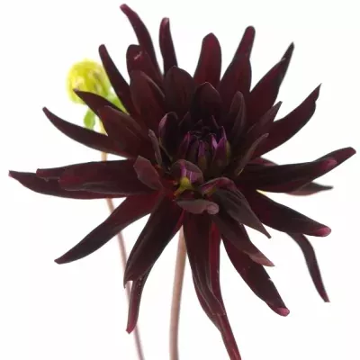 DAHLIA CHAT NOIR