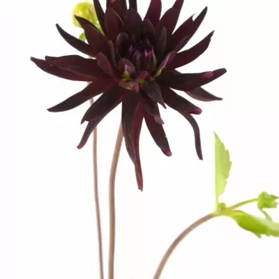 DAHLIA CHAT NOIR