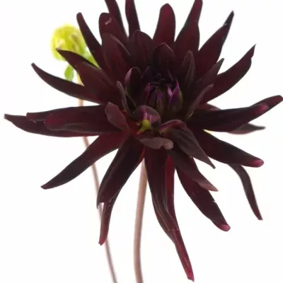 DAHLIA CHAT NOIR