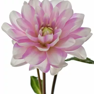 DAHLIA FASHION MONGER 50CM