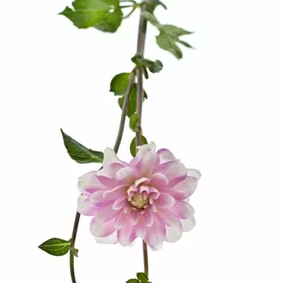 DAHLIA FASHION MONGER 50CM