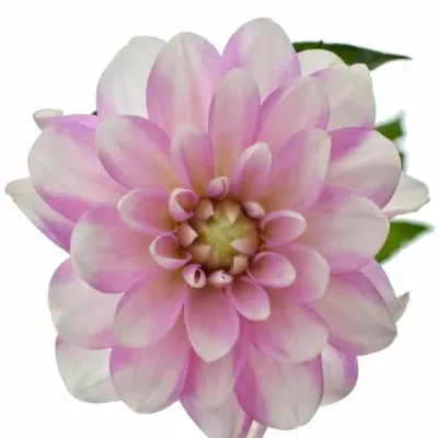 DAHLIA FASHION MONGER 50CM