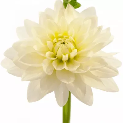 DAHLIA KARMA MAARTEN ZWAAN