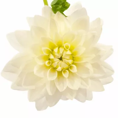 DAHLIA KARMA MAARTEN ZWAAN