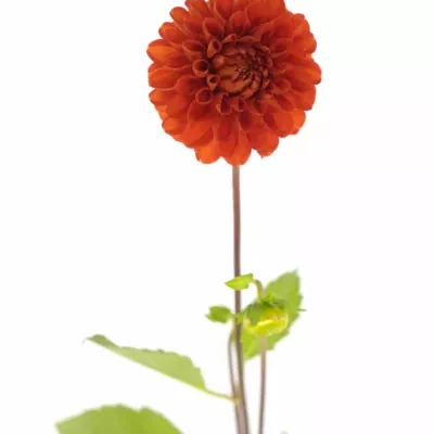 DAHLIA RED CAP