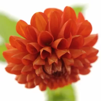 DAHLIA RED CAP