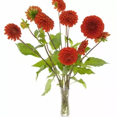 DAHLIA RED CAP