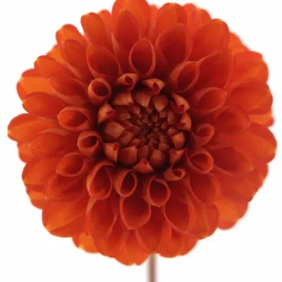 DAHLIA RED CAP