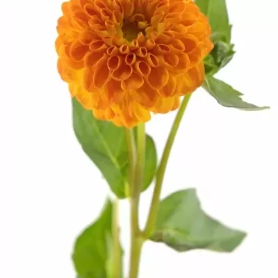 DAHLIA SOUVENIR D´ETE