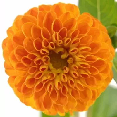 DAHLIA SOUVENIR D´ETE