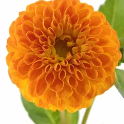 DAHLIA SOUVENIR D´ETE