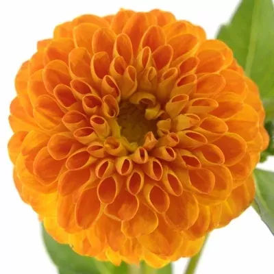 DAHLIA SOUVENIR D´ETE