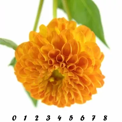 DAHLIA SOUVENIR D´ETE