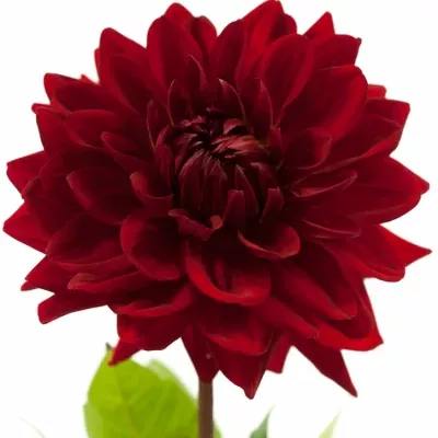 DAHLIA WITTEMANS BEST