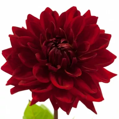 DAHLIA WITTEMANS BEST