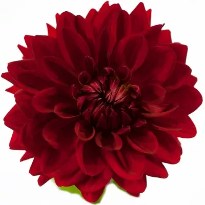 DAHLIA WITTEMANS BEST