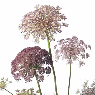 DAUCUS CAROTA DARA