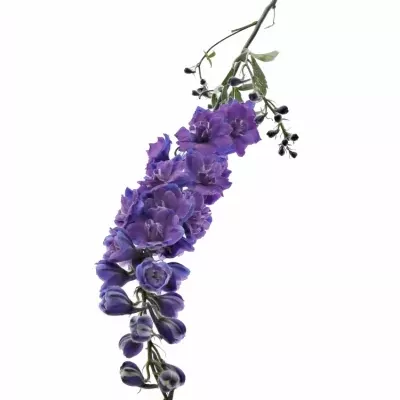 Delphinium EL CHRISTEL 80cm