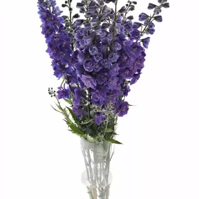 Delphinium EL CHRISTEL 80cm