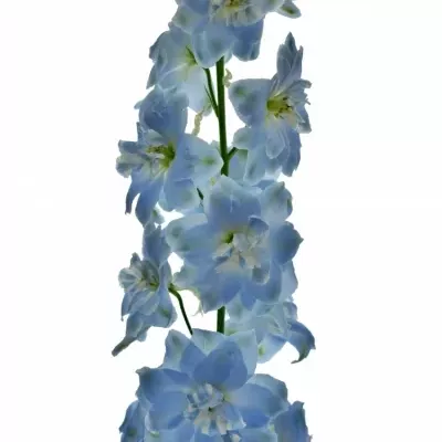 Delphinium EL DEWI BOY 90cm