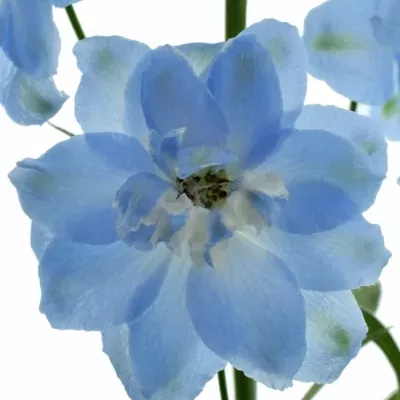 Delphinium EL DEWI BOY 90cm