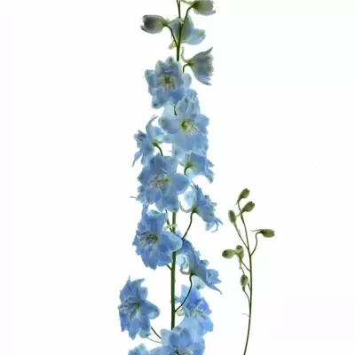 Delphinium EL DEWI BOY 90cm