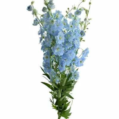 Delphinium EL DEWI BOY 90cm