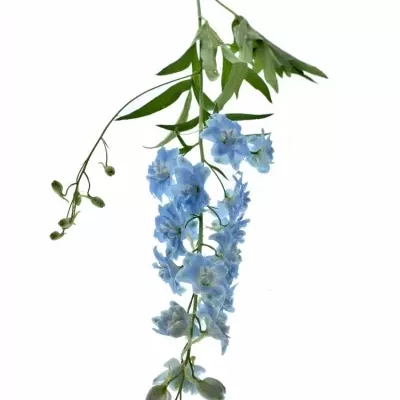 Delphinium EL DEWI BOY 90cm