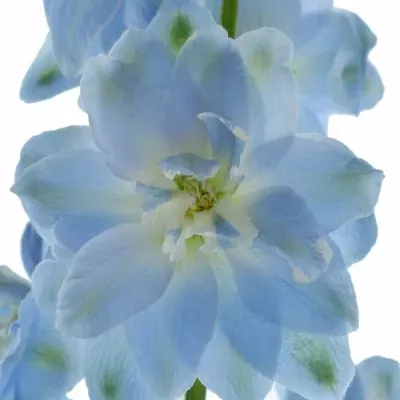 Delphinium EL DEWI BOY 90cm