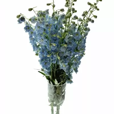 Delphinium EL DEWI BOY 90cm