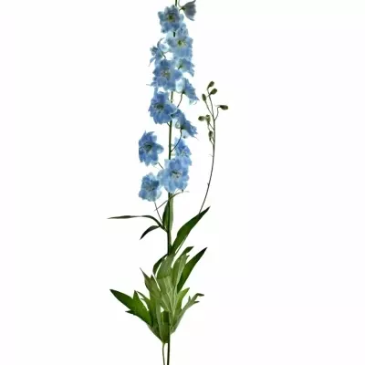 Delphinium EL DEWI BOY 90cm