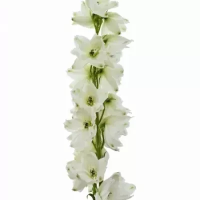 Delphinium EL GUARD WHITE 70cm